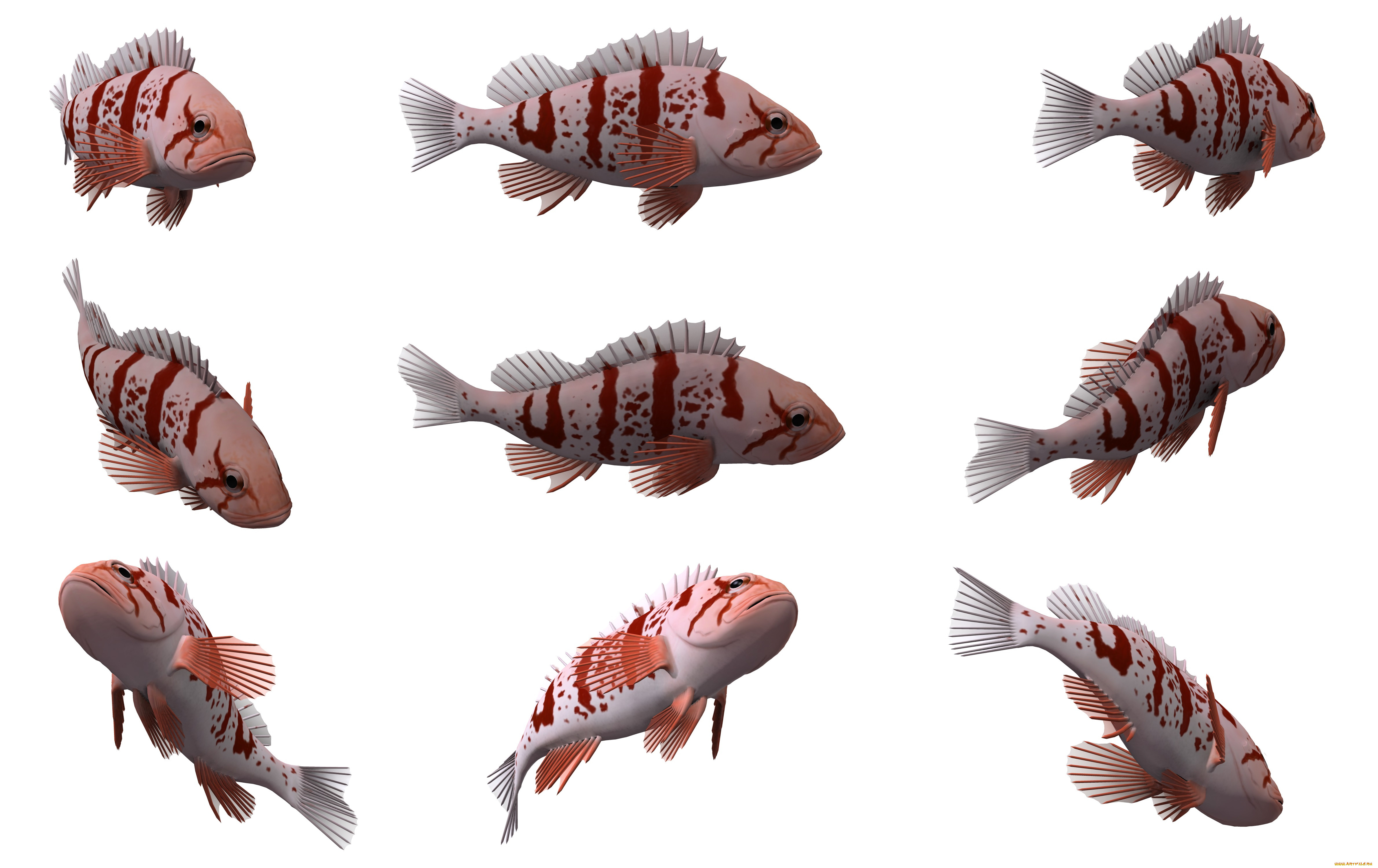3 д рыбка. Спрайт рыбы. Рыбки 3д. Рыба с разных ракурсов. Рыбки Графика.